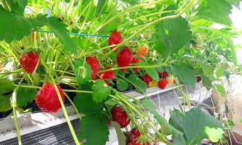 GAEC Manscourt – Les fraises de Taux