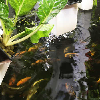 Carpes koï dans notre système oasis