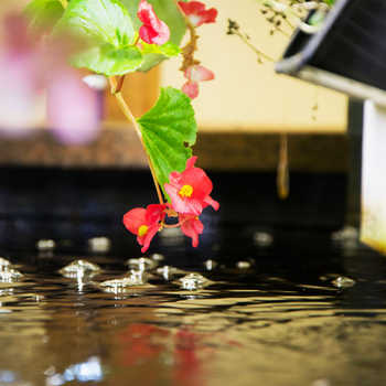 Culture verticale de fleur