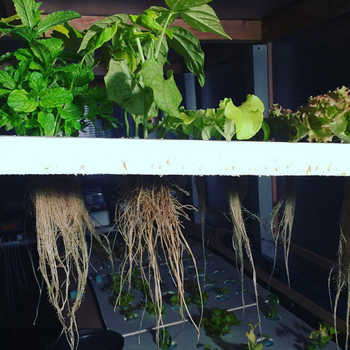 Système racinaire dense grâce au principe de raft